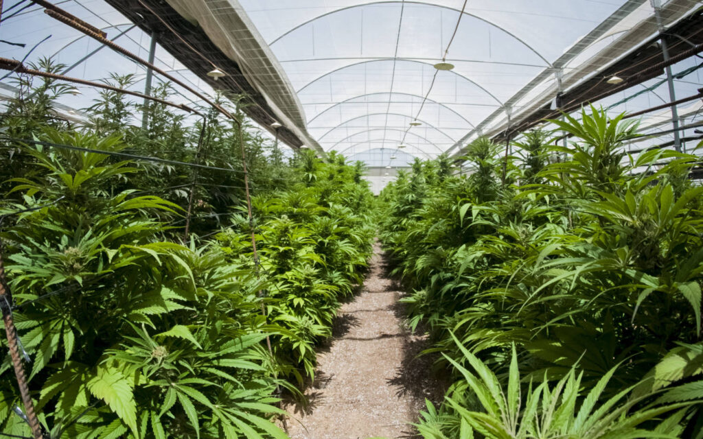 Cannabis Grow New York State - ANYCP